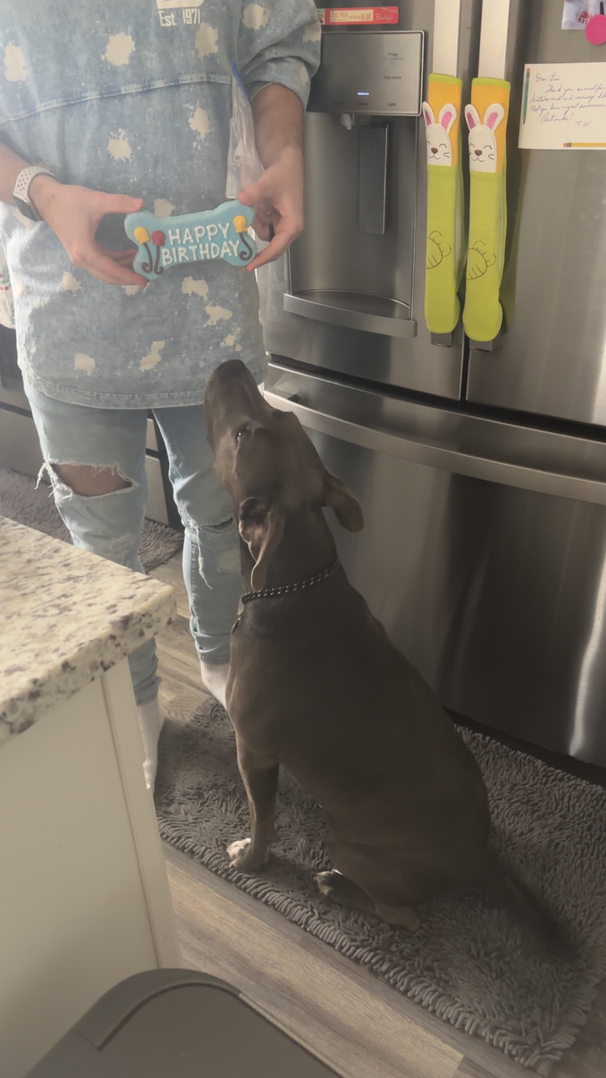 Shows a guy holding birthday dog treat in front of dog
